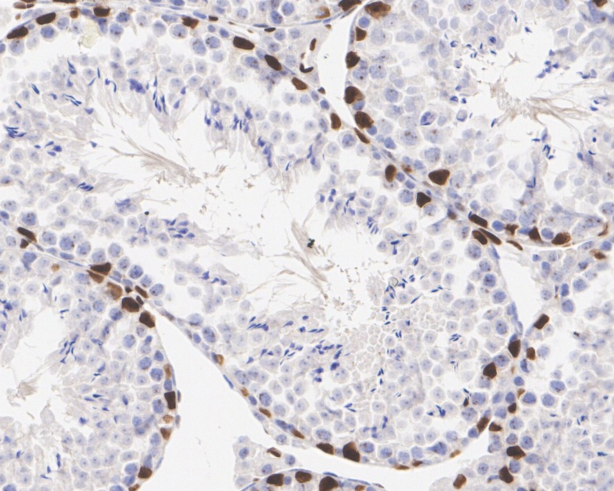 HA750219_8.jpg