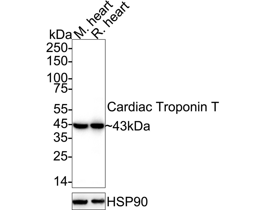 HA750222_1.jpg