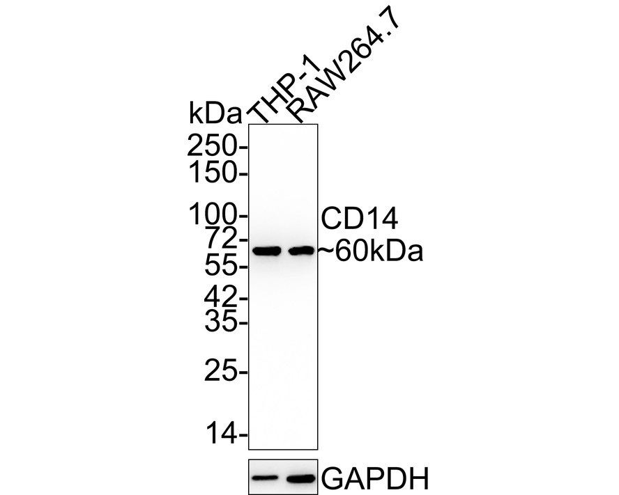 HA750232_1.jpg