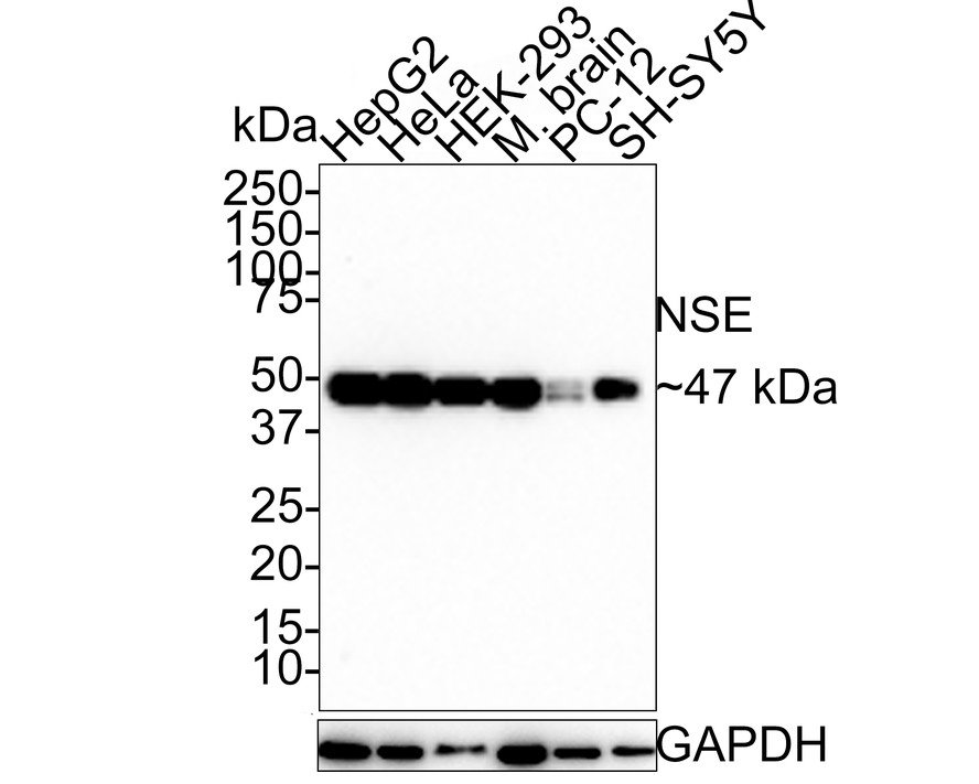 HA750239_1.jpg