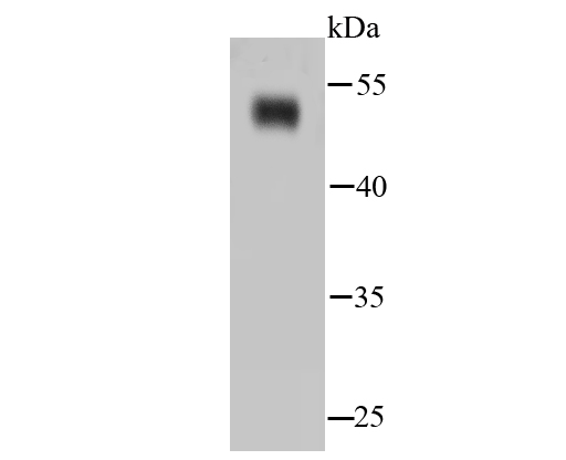 HA750239_3.jpg