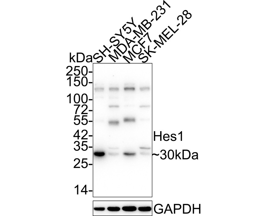 HA750240_2.jpg