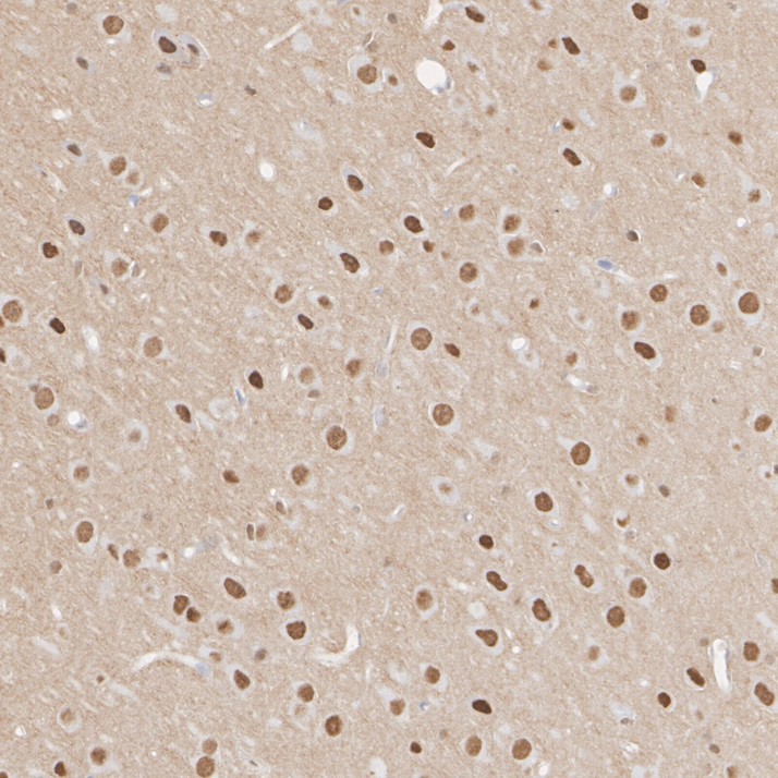 HA750240_4.jpg