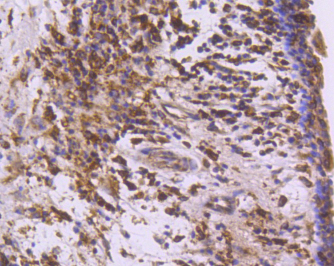 HA750241_10.jpg