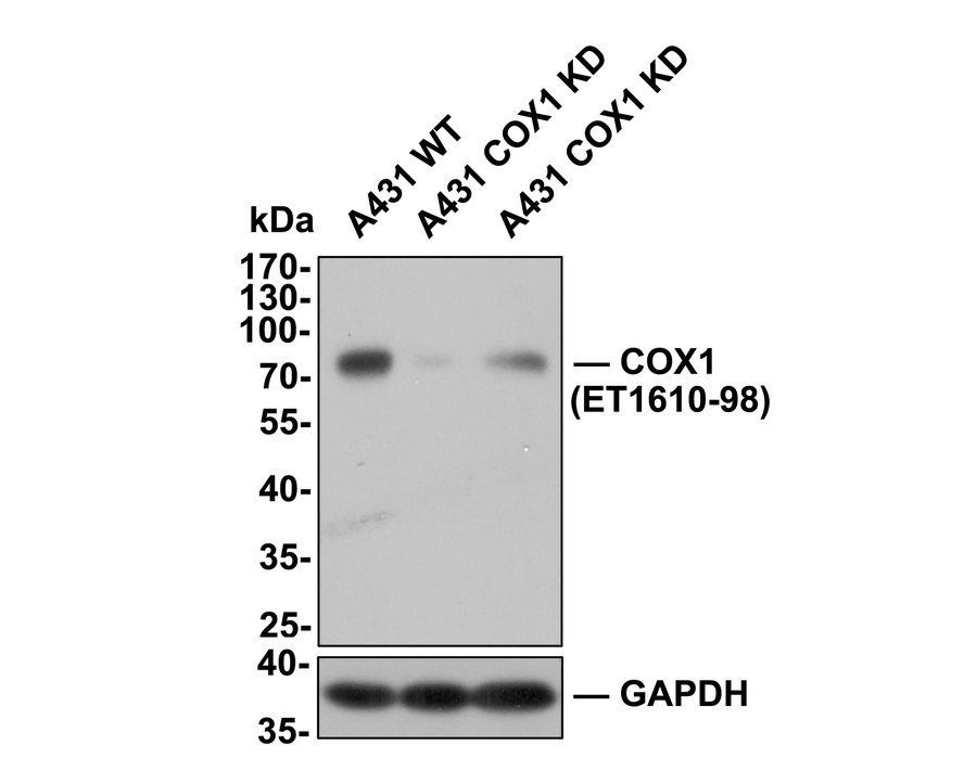 HA750241_3.jpg