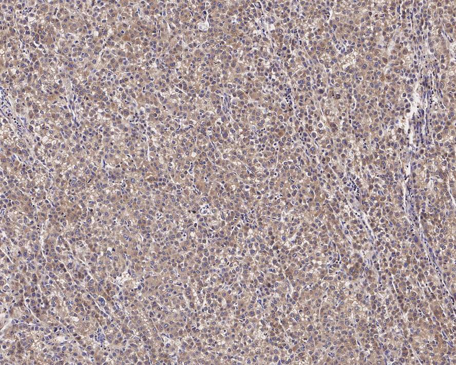 HA750242_3.jpg