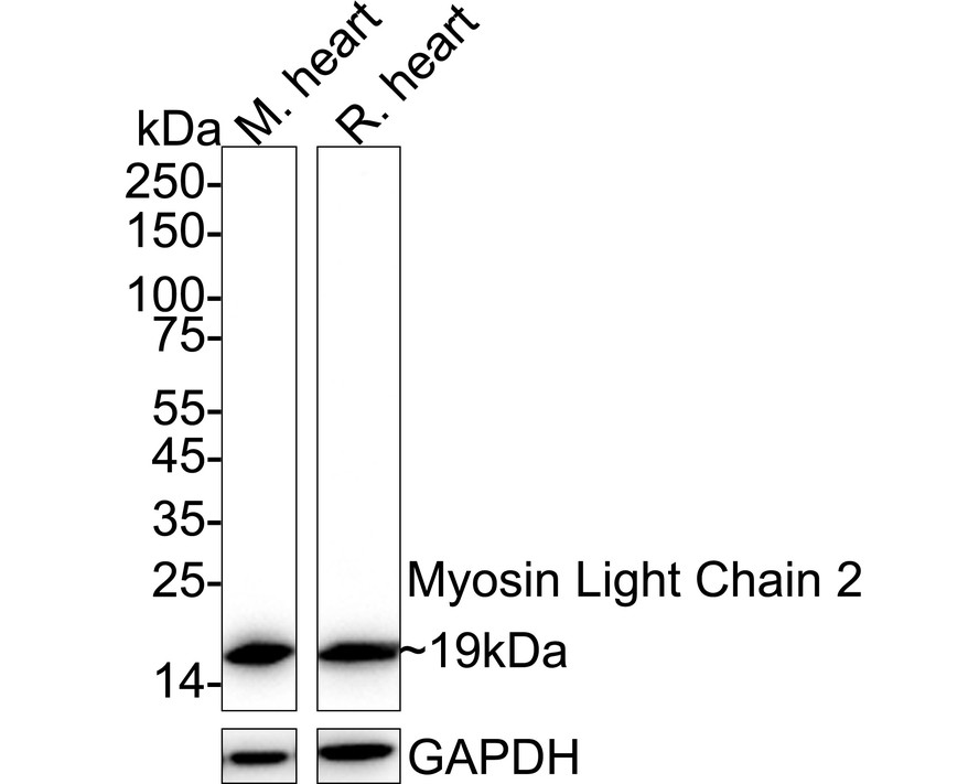 HA750244_1.jpg
