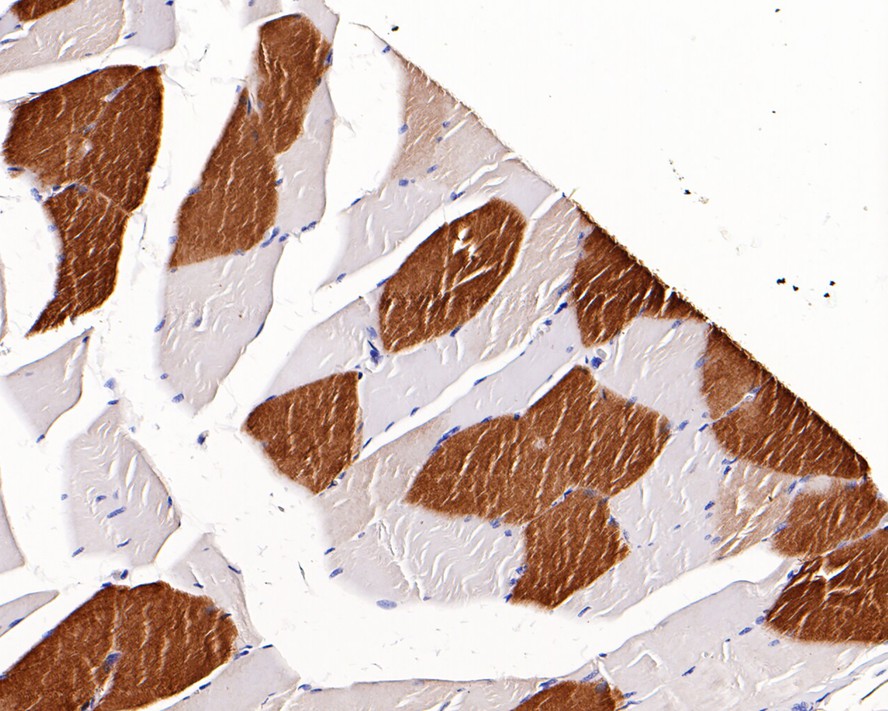 HA750244_3.jpg