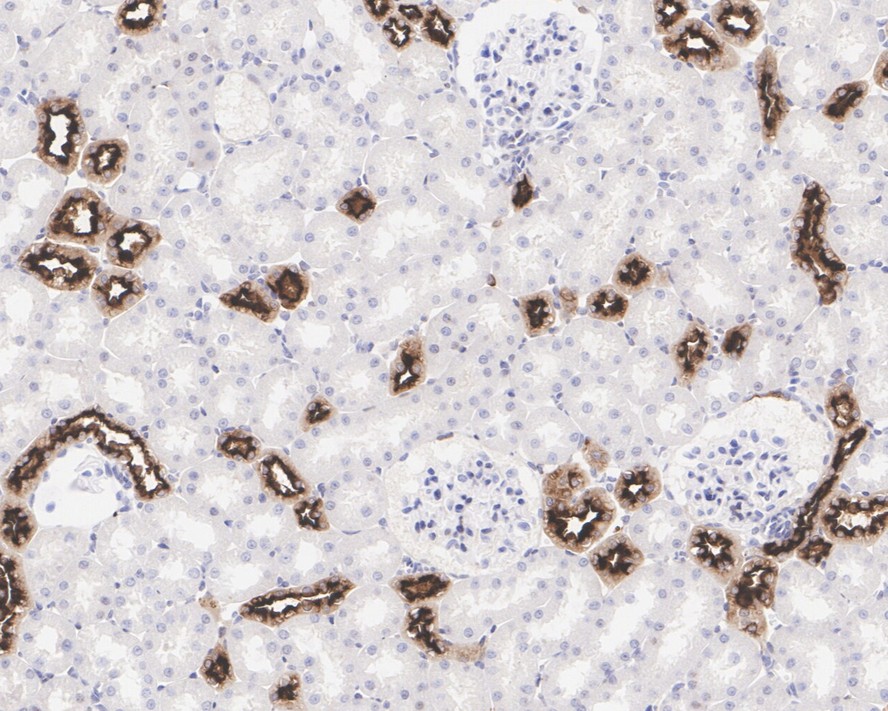 HA750245_10.jpg