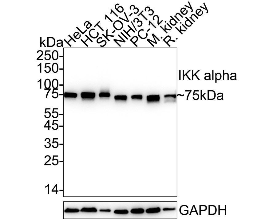 HA750246_1.jpg