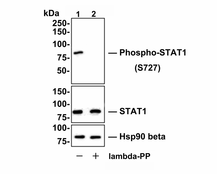 HA750247_6.jpg