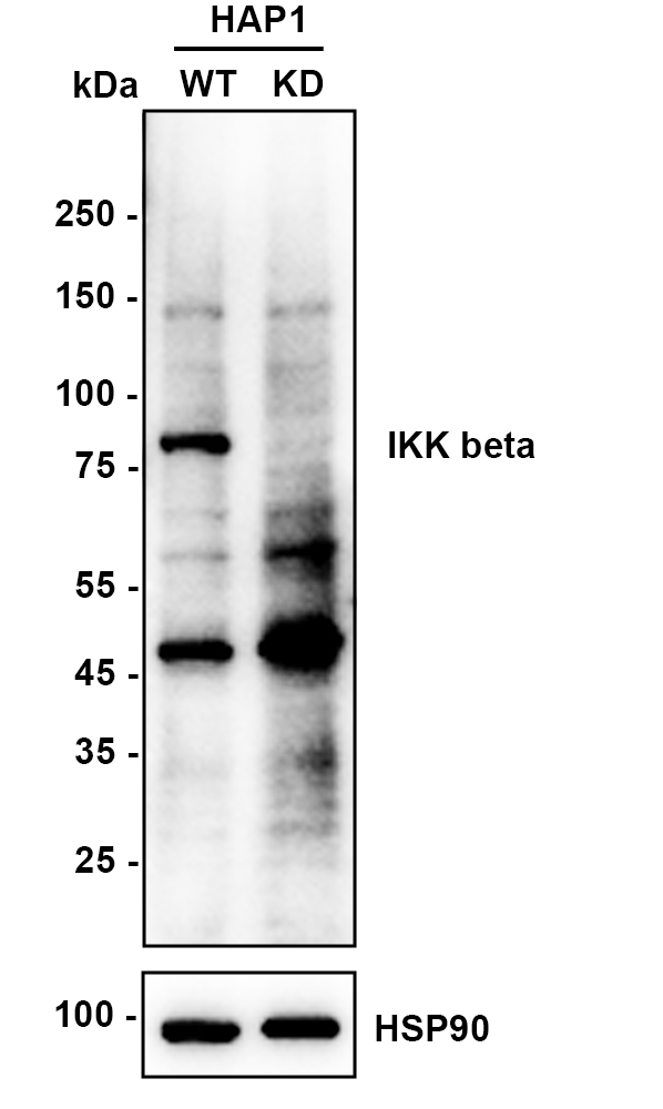 HA750248_2.jpg