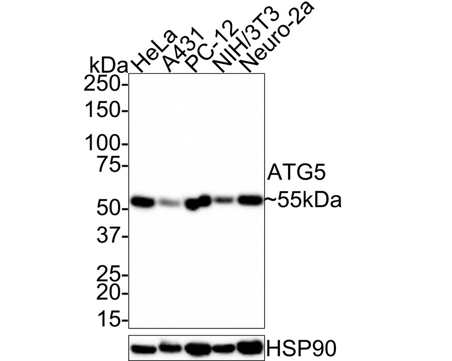 HA750251_2.jpg