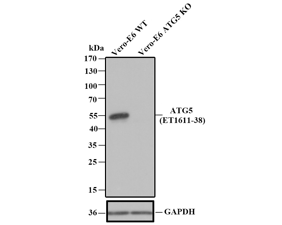 HA750251_4.jpg
