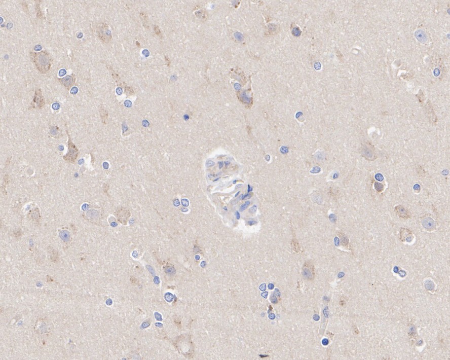 HA750251_5.jpg