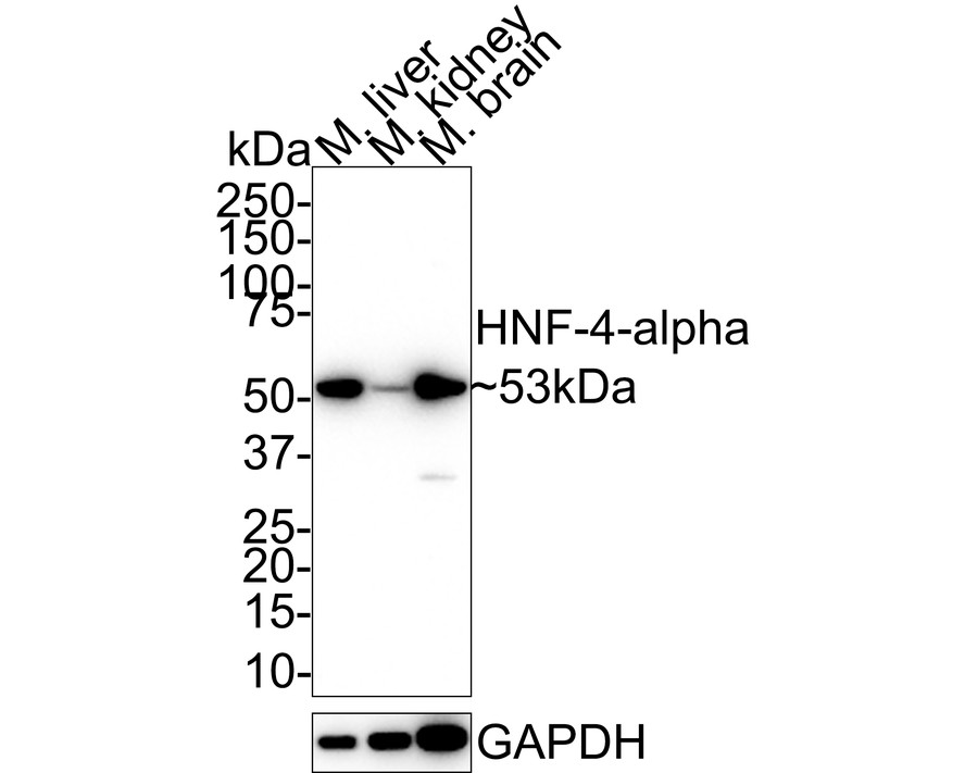 HA750254_10.jpg