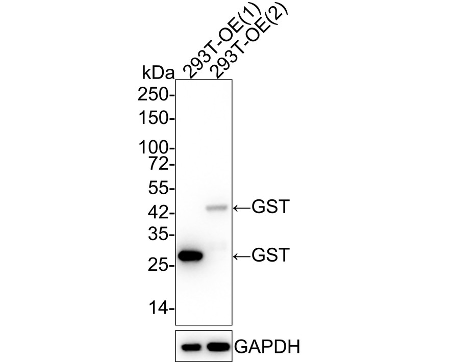 HA750257_1.jpg