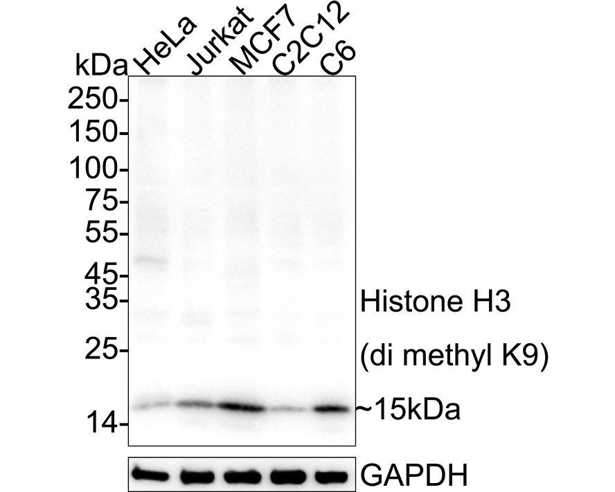 HA750259_1.jpg