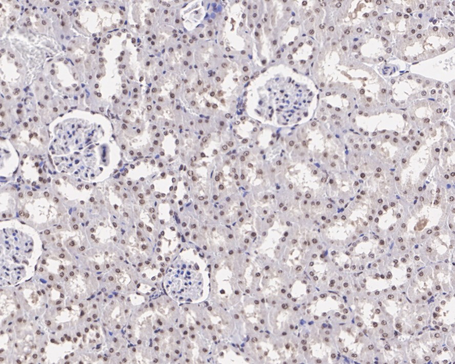 HA750259_8.jpg