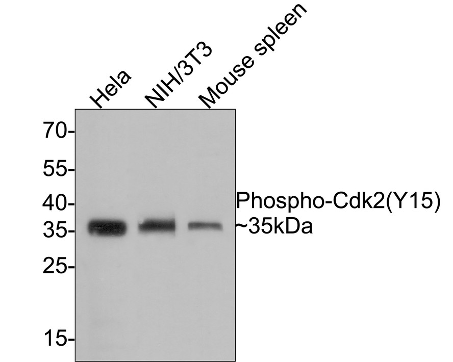 HA750260_1.jpg