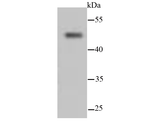 HA750261_3.jpg