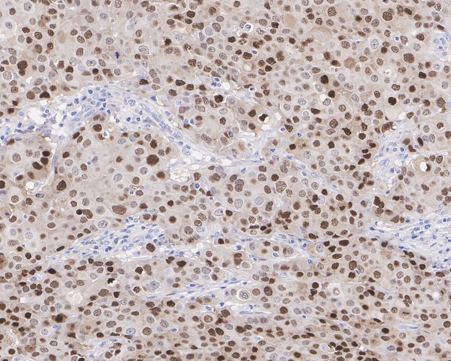 HA750262_4.jpg