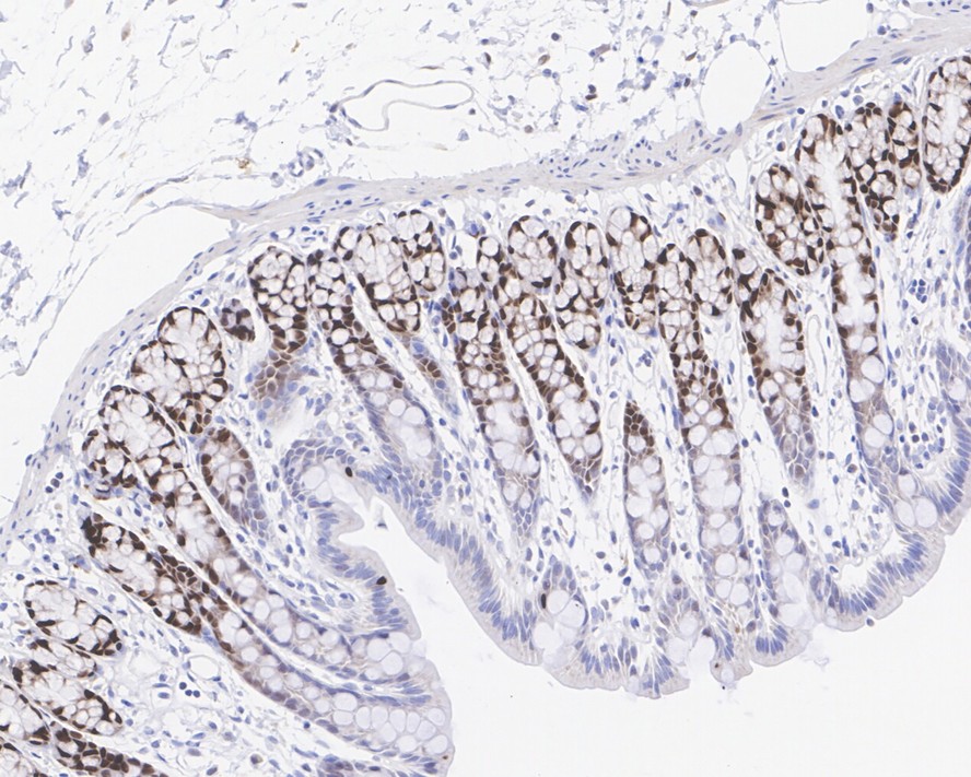 HA750262_9.jpg