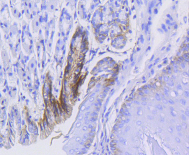 HA750263_8.jpg