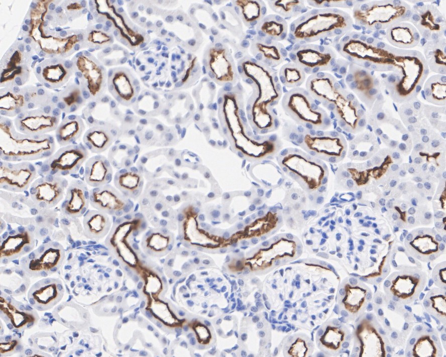 HA750264_10.jpg