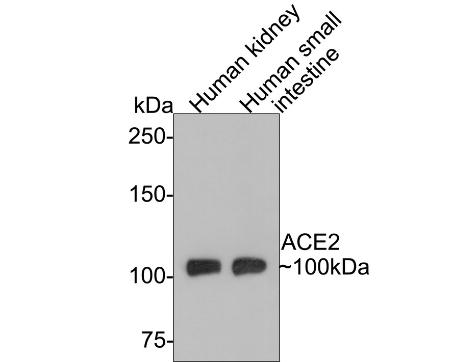 HA750264_2.jpg