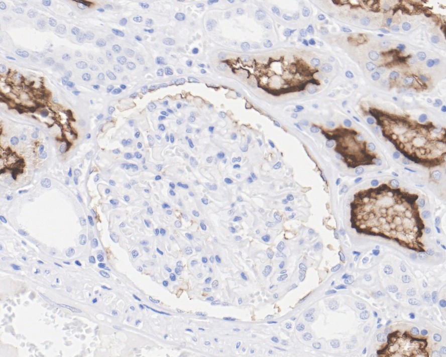 HA750264_8.jpg