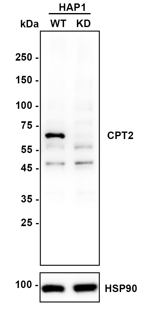 HA750265_2.jpg