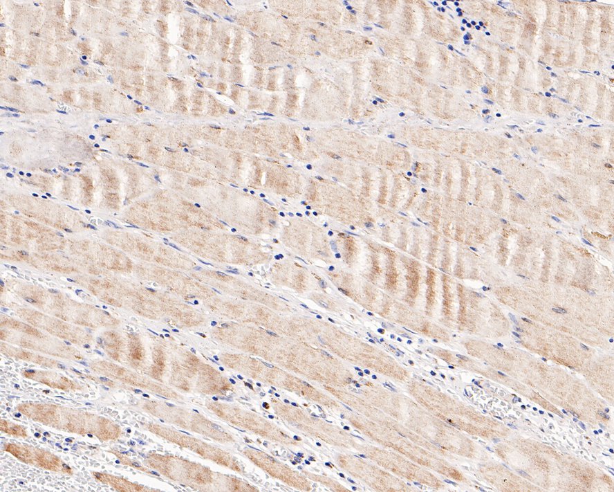 HA750265_8.jpg