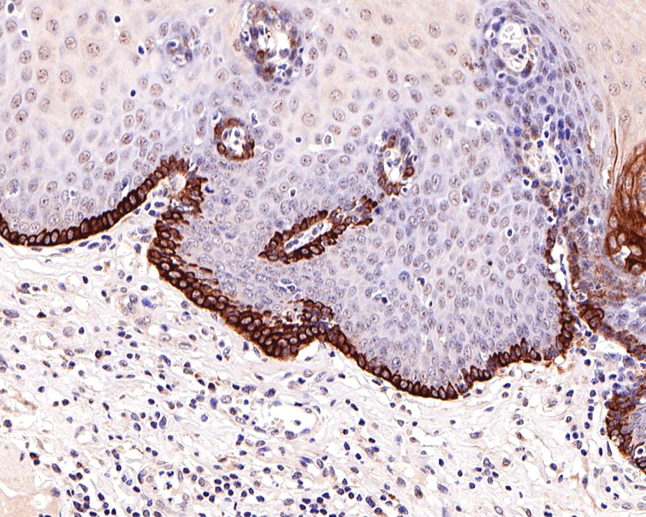 HA750266_3.jpg
