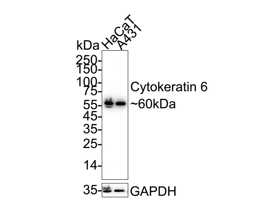 HA750270_1.jpg