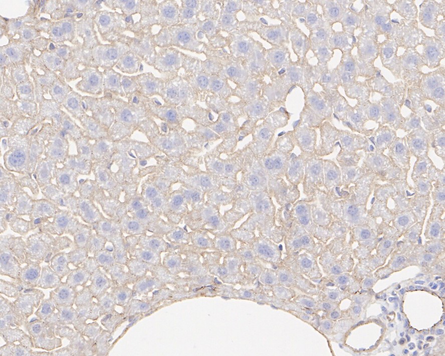 HA750276_8.jpg