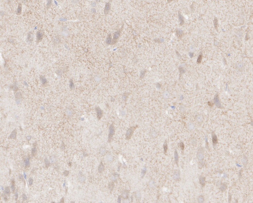 HA750283_12.jpg