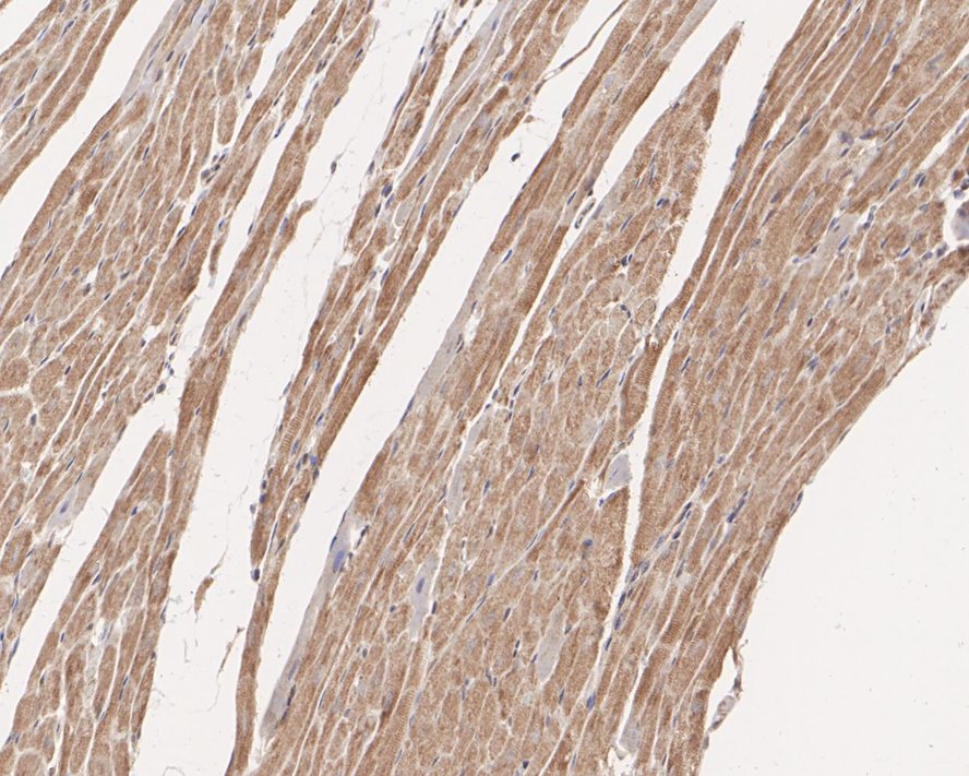 HA750283_14.jpg