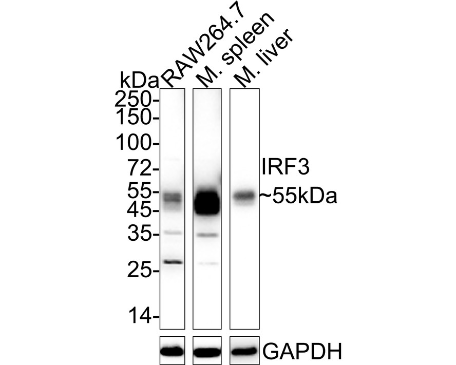 HA750283_3.jpg