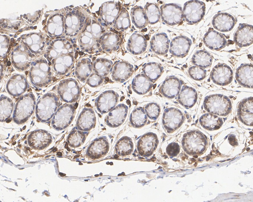 HA750283_9.jpg