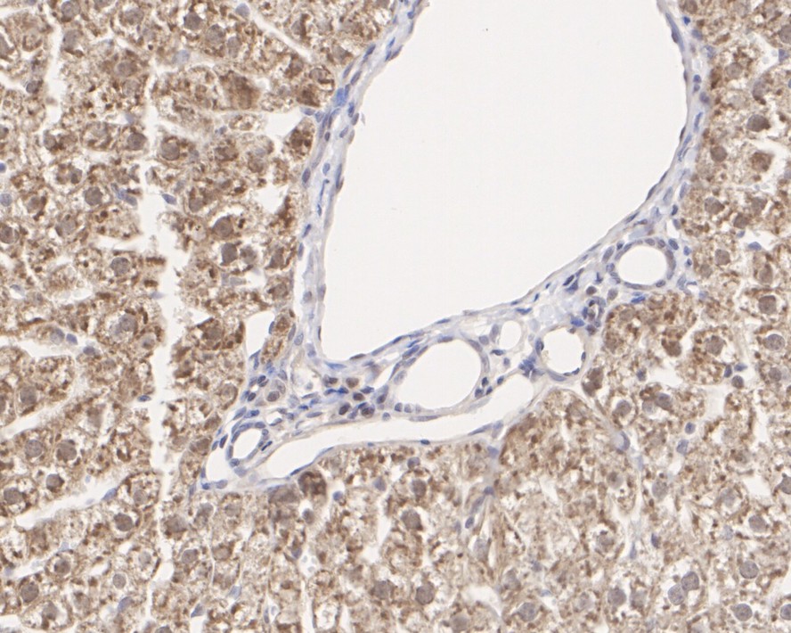 HA750293_10.jpg