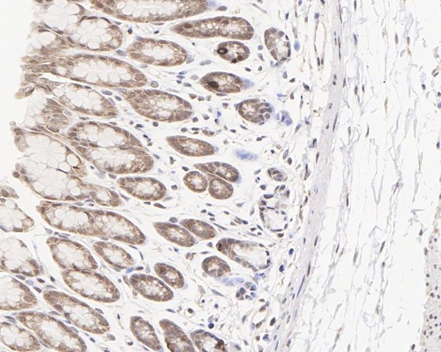 HA750293_11.jpg