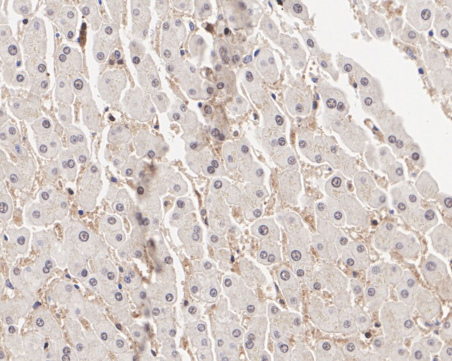 HA750293_6.jpg