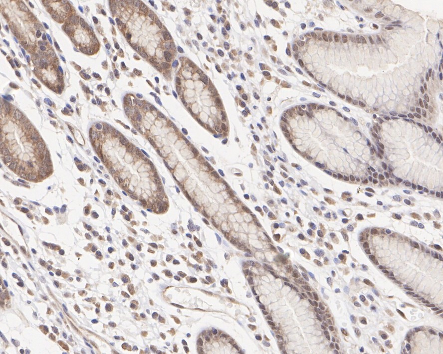 HA750293_7.jpg