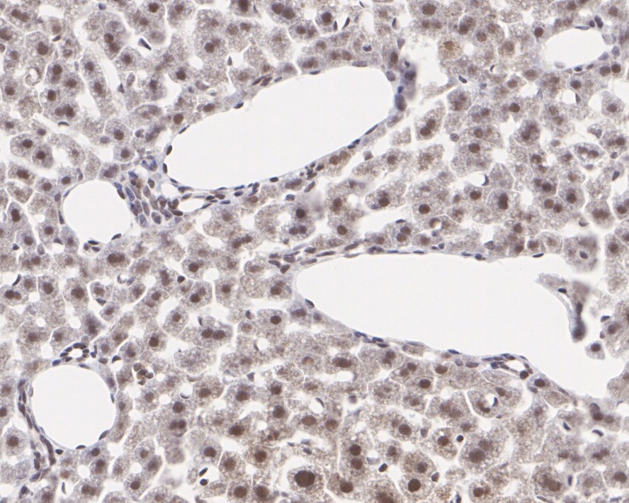 HA750293_8.jpg