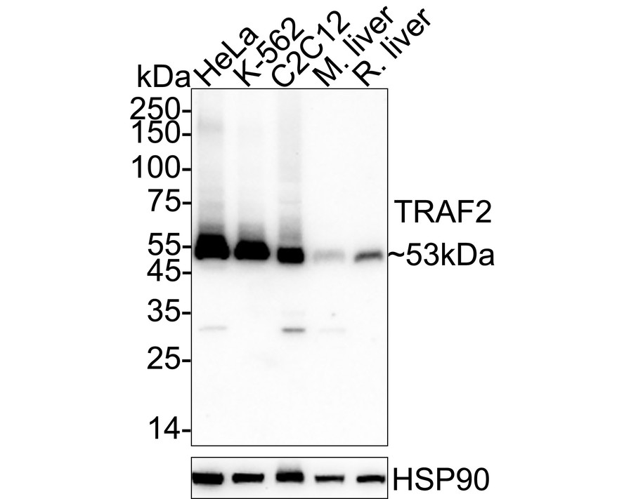 HA750297_1.jpg