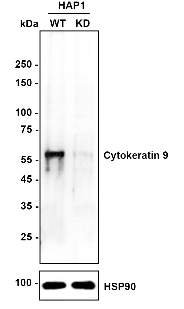HA750302_1.jpg