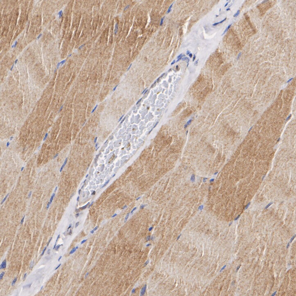HA750304_3.jpg