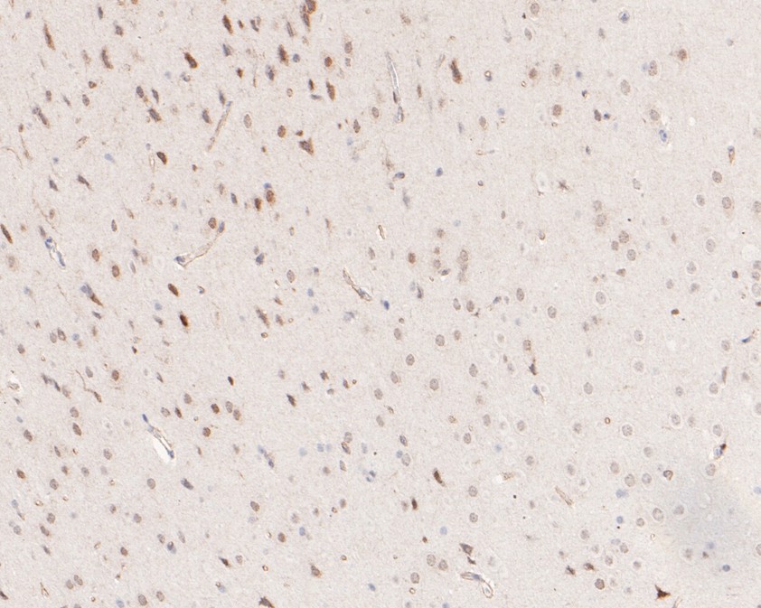 HA750308_4.jpg