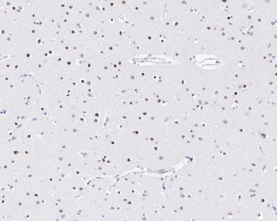 HA750308_6.jpg